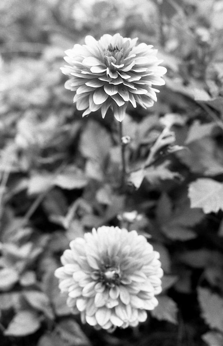 yodica dolcevita black and white film 35mm