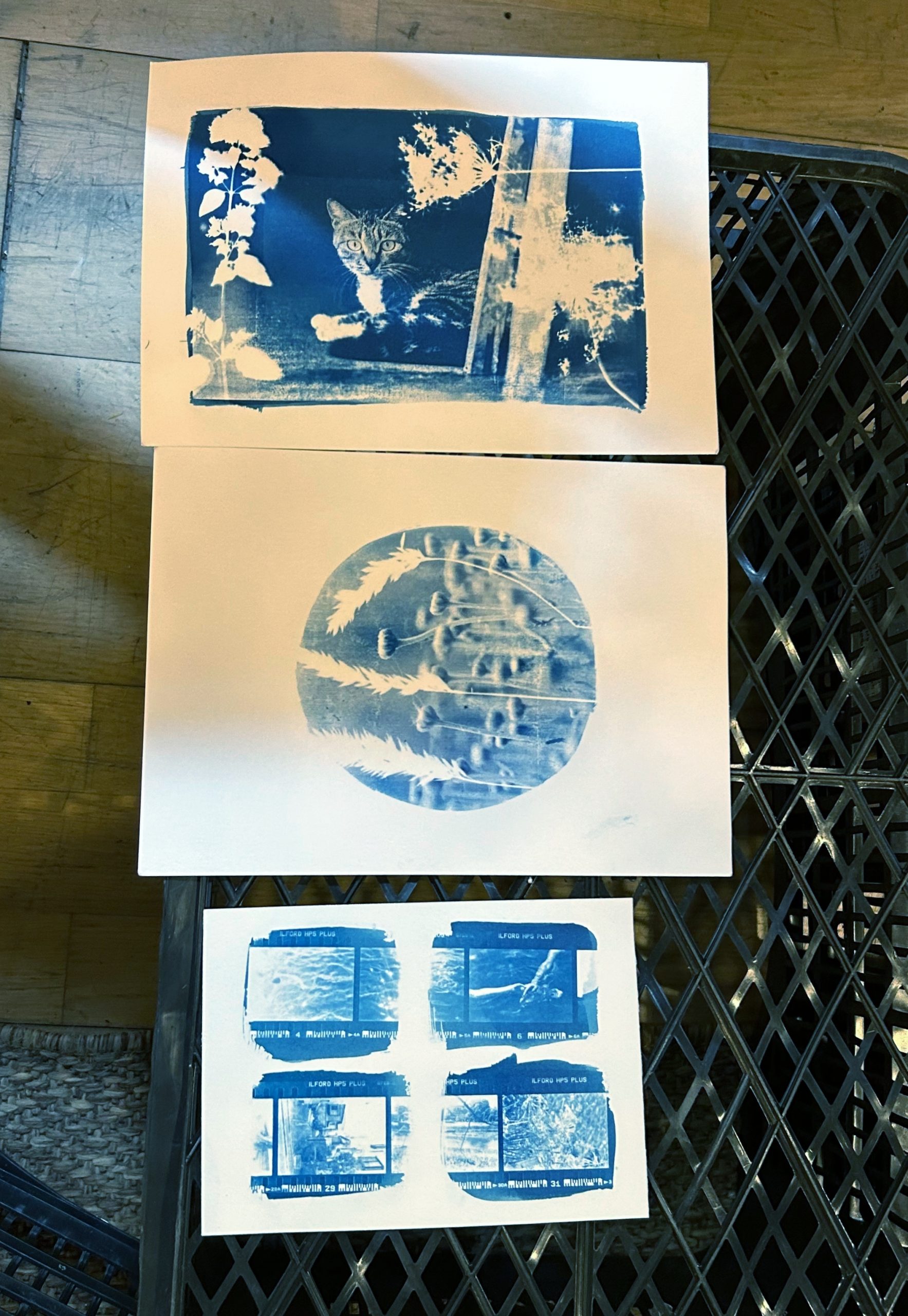 Taller de Cianotipia - Imagen 6